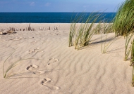 Fußspuren im Sand mit Strandhafer und dem Meer am Horizont